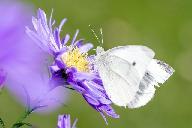 white butterfly on a purple and yellow flower with a green background