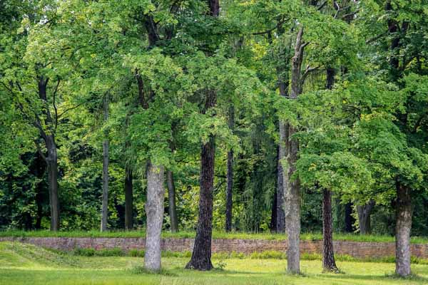 Trees on a hill.