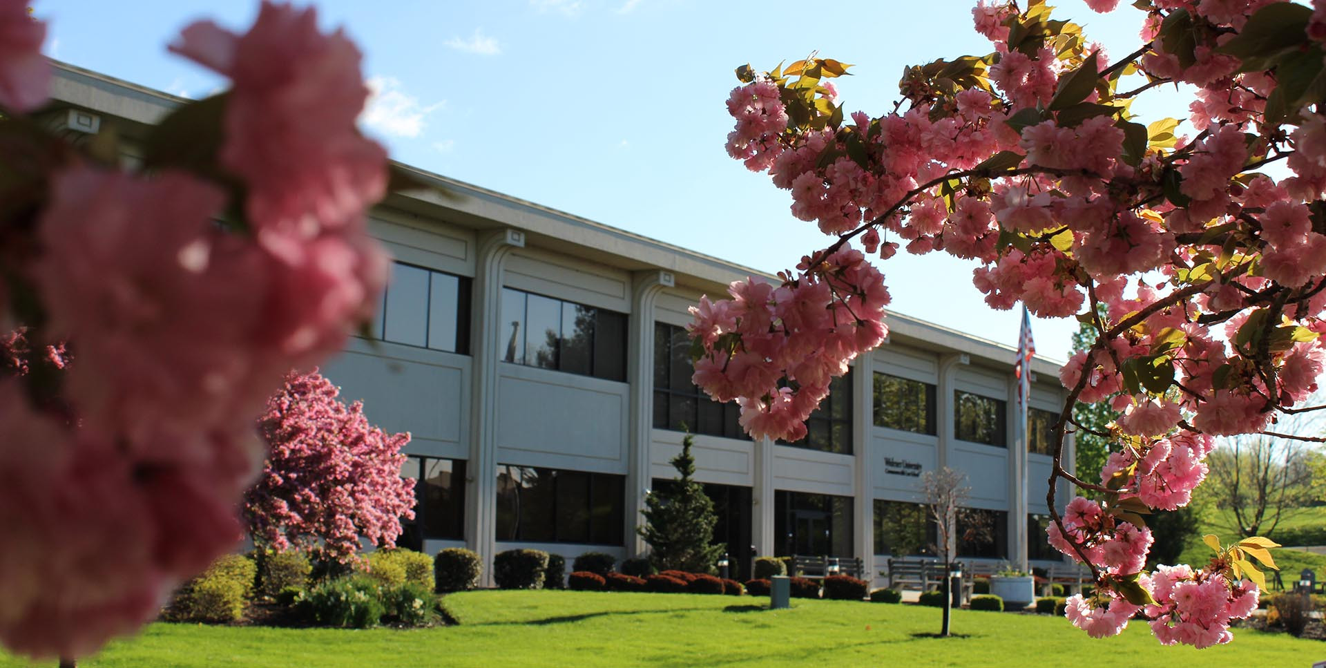 The main law school building with pink trees in bloom and green grass.