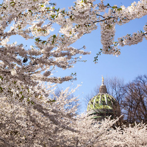 Picture of Capitol 