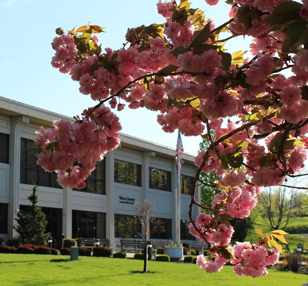 The Widener University Commonwealth Law School building framed by pink cherry blossoms in full spring bloom on a sunny day.